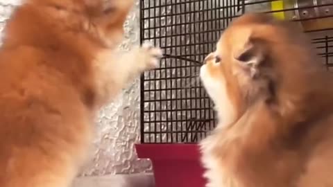 Beautiful kitten fight