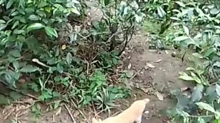 Cat is finding food hearing birds sounds