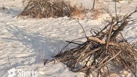 Colorado Pheasant Hunt in the Snow 23E23