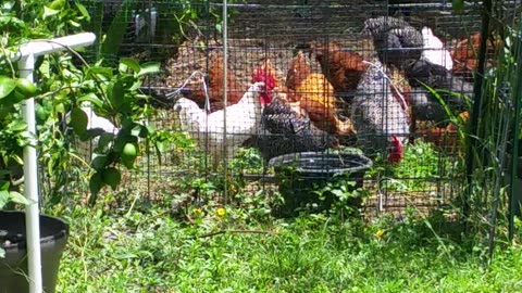 Chickens On A Hot Hot Day