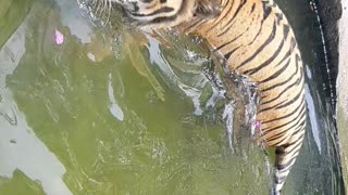 Sri lankan tiger in dehiwala zoo