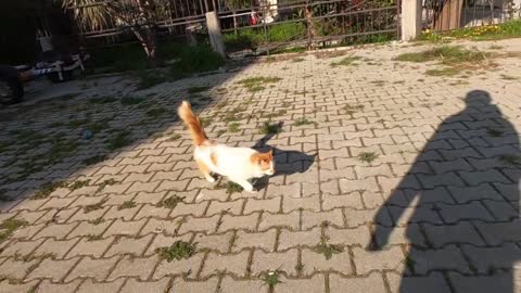 Cats living in the car park are all cute from each other