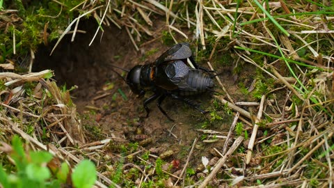 Field Cricket Chirping,Real Grill🦗🐝🥺😳🐞