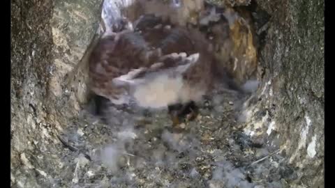 Just one kestrel chick left to feed now