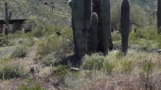 YES, the Civil War was about setting the Black Man free. Picacho Peak, AZ