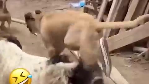 Funny animal videos-1