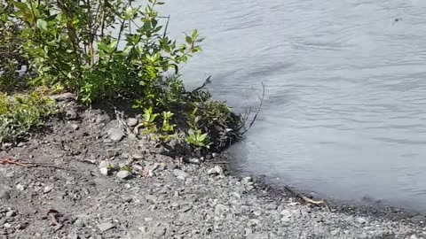 Crow Creek Pass River Fjord