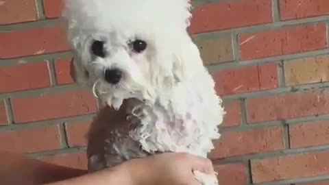 Dogs like to play with water
