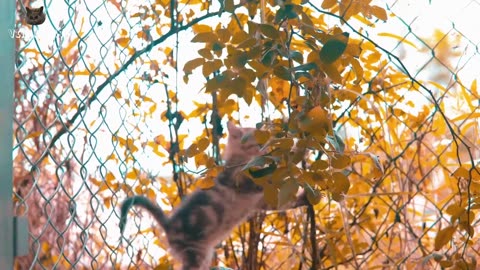 4K Quality Animal Footage - Cats and Kittens Beautiful Scenes