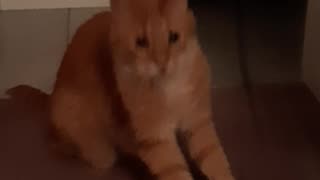 Cat plays like a tiger