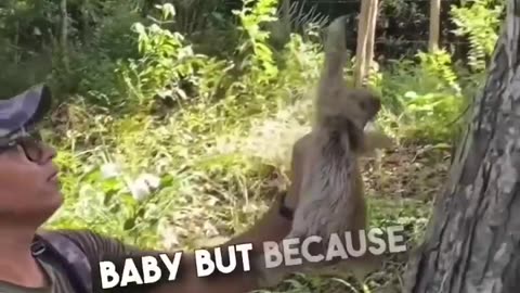 This baby sloth fell out of the tree