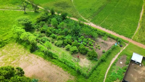 ***How 8,000 Food Forests Grew Africa's Great Green Wall***