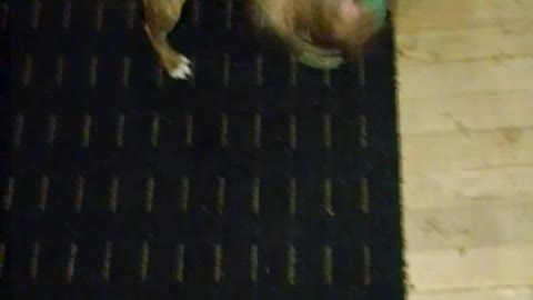 Red brindle pitbull puppy playing with Bullwinkle