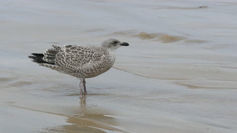 WACH THE Seagull Gulls Eating Sea Nature Bird Animal