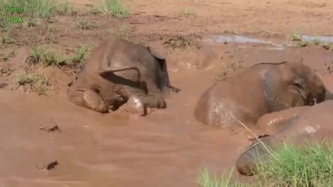 Most Funny and Cute Baby Elephant Videos