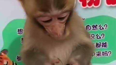 Monkey life style living at home | Please follow me