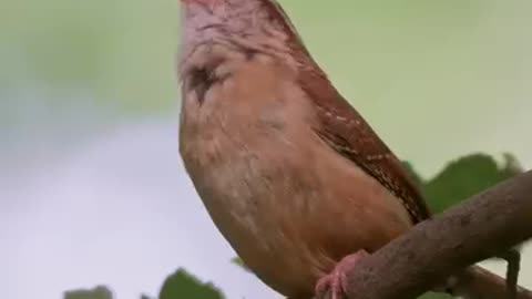 Beautiful birds singing song .