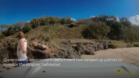Australia_ Dingo bites sunbathing tourist in Queensland