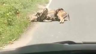 Deer Saved From the Grip of a Constrictor