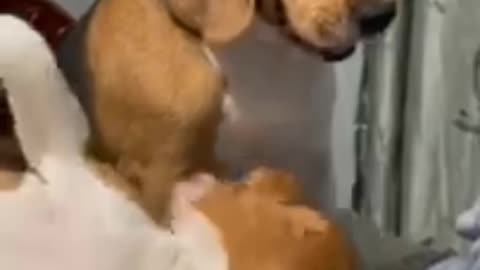 funny videos of cats and dogs try not to laugh