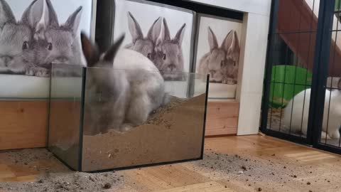 Rabbit digs a hole