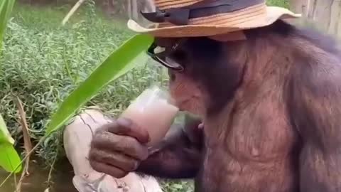 This is you and this is our favorite chimp