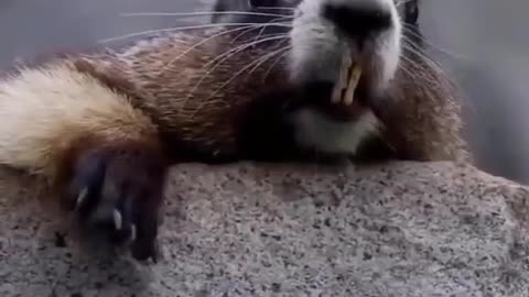 Rat funny video