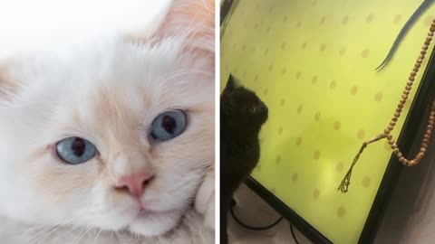 A cat chases a mouse from inside the TV screen