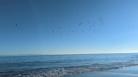 Pelicans Love Capitola