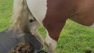 Horse Rudely Knocks Over Poo Barrow