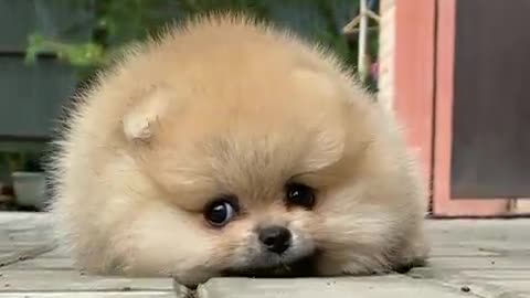 cute baby dog video