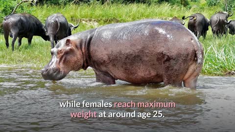 Hippopotamus Description, Characteristics and Facts!