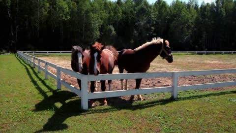 Three horses at horse farm. Three horses looking over fence at horse ranch