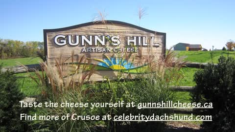 Crusoe's Cheese Tasting at Gunn's Hill Artisan Cheese