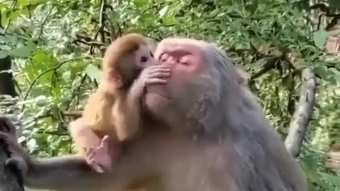 Mother and baby monkey hhhhh