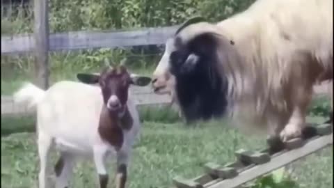 Best funny animals random viral clips ❤️😅