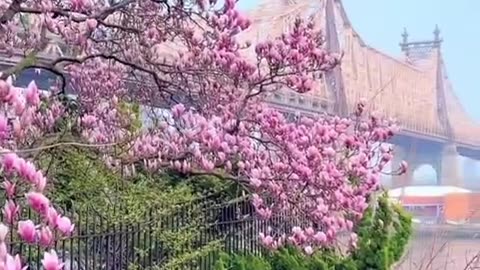 Magnolia Magic at Sutton Place Park with the Ed Koch Queensboro Bridge