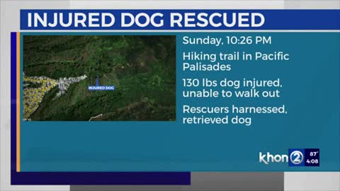 Injured dog rescued from Pacific Palisades in Pearl City