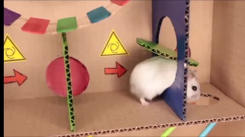 Hamster pets but with Traps in maze.