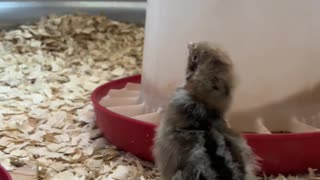 Just a Chick and Its Drink: Silver Deathlayer's Hydration Station