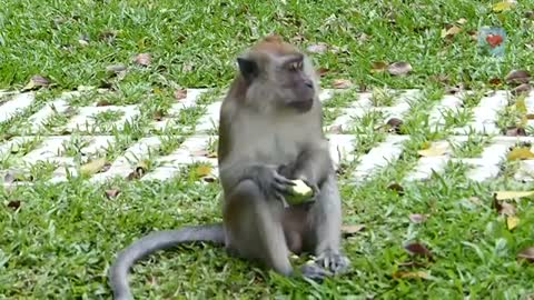 Long-Tailed Macaque