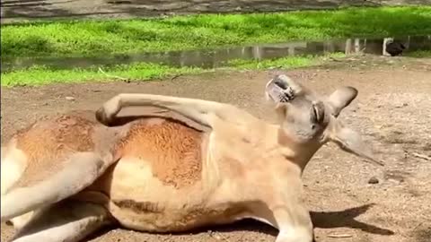 The front legs of the kangaroo are so dexterous that it can use them, almost like a human hands.