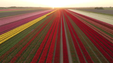 Tulips in The Netherlands 4k