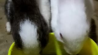 🐰💖🐇Adorable Baby Rabbits Feeding🐇💖🐰