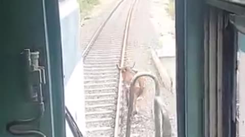 See how train driver saves cow nice