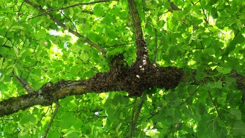 Swarms of Bees On Limb