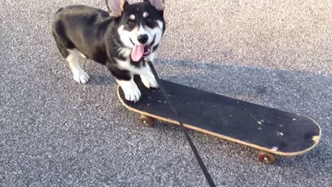How a Corgi puppy learns to ride a skateboard