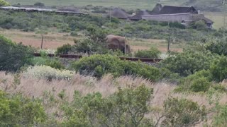 Giant South African Elephant
