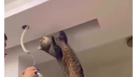 Electrician Cat funny video 😹😹
