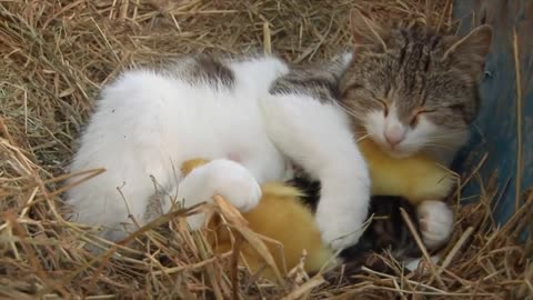 The Cat Who Adopts Baby Ducklings | Animal Odd Couples | Real Wild